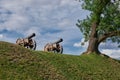 Two old vintage retro cannon guns Royalty Free Stock Photo