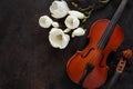 Two Old violins and blossoming magnolia brances. Top view, close-up on dark vintage background