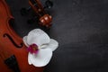 Two Old violins and white orchid flower. Top view, close-up on dark concrete background Royalty Free Stock Photo