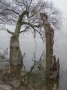 Two old willows towered over the water and dense fog in the back Royalty Free Stock Photo