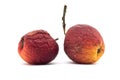 Two old wilted wrinkled apples on white isolated background