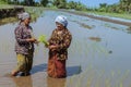 two old woman talking while planting rice in the fields