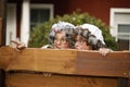 Two old Women peeping over the garden fence