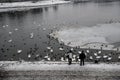 Two older men feeding ducks and swans by freezing river, Krakow, Poland Royalty Free Stock Photo