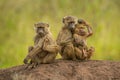 Two olive baboons sit cuddling beside another