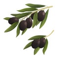 Two olive branches with black olives. Vector illustration