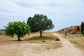 Two olive trees in Archeological park in Paphos Royalty Free Stock Photo