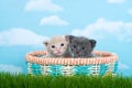 Two one month old kittens in a spring basket in tall green grass Royalty Free Stock Photo