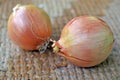 Two onions closeup Royalty Free Stock Photo
