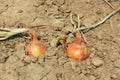 Two onions in the soil Royalty Free Stock Photo