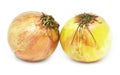 Two onions with white background Royalty Free Stock Photo