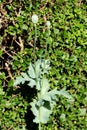 Two Opium poppy or Papaver somniferum flowering plants with rounded capsule and radiating stigmatic rays on top surrounded with