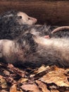 Two opossums sleeping at zoo Royalty Free Stock Photo