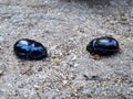 Two opposing bluish shimmering black dung dor beetles with retracted legs . Sparkling Beetle shell . Ready for defense concept