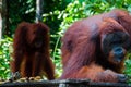 Two Orang Utan eating in Borneo Indonesia Royalty Free Stock Photo