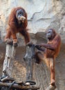 Two Orang Utan Royalty Free Stock Photo