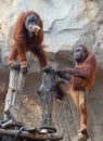 Two Orang Utan