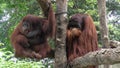 Two orang-utans Royalty Free Stock Photo
