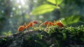 Two orange ants working together to carry something on a mossy tree trunk