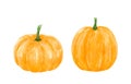 Two orange autumn pumpkins isolated on white background Royalty Free Stock Photo