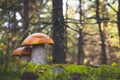Two orange cap mushrooms grow in forest Royalty Free Stock Photo