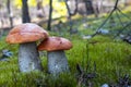 Two orange cap mushrooms grow in moss Royalty Free Stock Photo