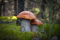 Two orange cap mushrooms grow Royalty Free Stock Photo