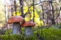 Two orange cap mushrooms grow in wood Royalty Free Stock Photo