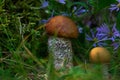 Two orange-capped boletes at the mossy stump and flowers