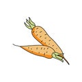 Two orange carrots, root colorful harvest, vector hand draw illustration