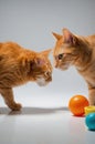 Two Ginger Cats Facing Each Other with Toys on White Background. Royalty Free Stock Photo