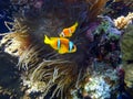 Two orange clownfish Anemone fish in anemone soft coral. Pair of bright striped marine tropical fish in natural habitat in Red Royalty Free Stock Photo