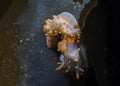 Two Orange-clubbed sea slugs