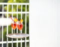 Two orange cocktails with straw on wooden table