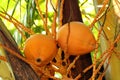 Two orange coconuts hanging in the tree Royalty Free Stock Photo