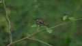 Two orange color beetles mating on top of a branch of a Licorice weed plant Royalty Free Stock Photo