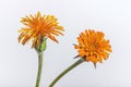 Two Agoseris Flowers Royalty Free Stock Photo