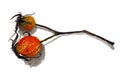 Two orange colored rose hip buds on white background