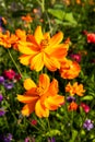 Two orange comos flowers Royalty Free Stock Photo