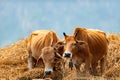 Two orange cows are eating yellow and dried hay. Royalty Free Stock Photo