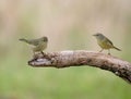 Two orange-crowned warblers perched on a branch. Leiothlypis celata.