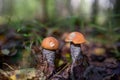 Two orange-cup mushrooms in the autumn forest on a sunny day. Royalty Free Stock Photo