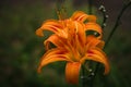 Two orange daylilies on plant Royalty Free Stock Photo