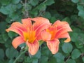 Two Orange Daylily flower with green leaves