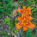 Two orange daylily flowers with yellow centers are in a field of green grass Royalty Free Stock Photo