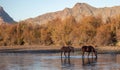 Two orange dun wild horses grazing on eel grass in front of Red Mountain in the Salt River Canyon near Mesa Arizona USA Royalty Free Stock Photo