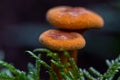 Two Orange False Chanterelle Mushrooms Found In The Belgium Ardennes And Eifel