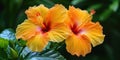 Two Orange Flowers With Green Leaves Royalty Free Stock Photo