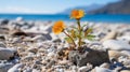 two orange flowers growing out of a rock on the beach Royalty Free Stock Photo