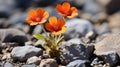 two orange flowers growing out of a rocky ground Royalty Free Stock Photo